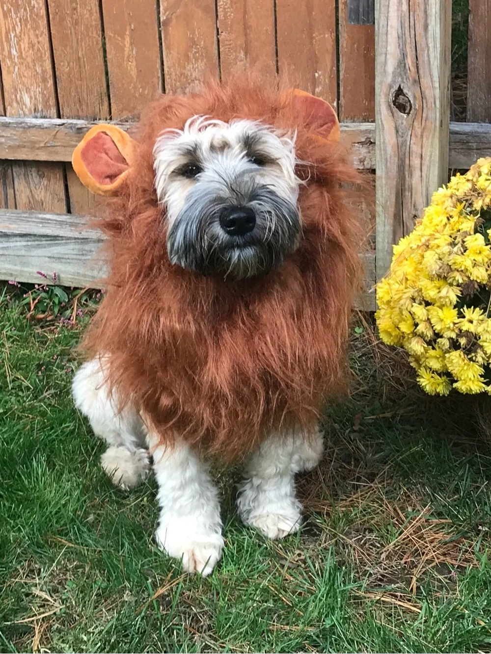 Lion dog costume